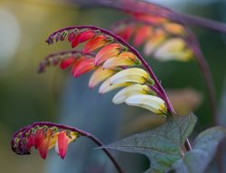  Mina Lobata/ipomoea Lobate (firecracker Vine)
Garden Design
Calimesa, CA