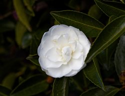Mine-No-Yuki Camellia, White Doves Camellia, Camellia Sasanqua
Shutterstock.com
New York, NY