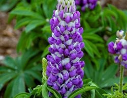 Mini Gallery Blue Bicolor Lupine, Lupinus Polyphyllus
Proven Winners
Sycamore, IL