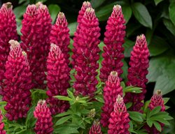 Mini Gallery Red Lupine, Lupinus Polyphyllus
Proven Winners
Sycamore, IL