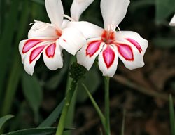 Mini Gladiolus, Prins Claus
Shutterstock.com
New York, NY