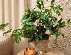 Mini Monstera Plant, Rhaphidophora Tetrasperma
Proven Winners
Sycamore, IL