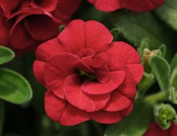 Mini Petunia, Minifamous Double Red
Ball Horticultural Company
Chicago, IL