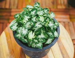 Mini Pixie Arrowhead Vine, Syngonium Podophyllum
Shutterstock.com
New York, NY