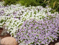 Mini Vista Supertunia Violet Star, Bicolor Petunia
Proven Winners
Sycamore, IL