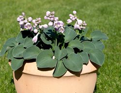 Miniature Hosta, Blue Mouse Ears
Shutterstock.com
New York, NY