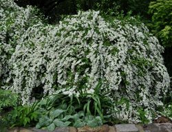 Minnesota Snowflake Mock Orange, Philadelphus X Virginalis 'minnesota Snowflake'
Millette Photomedia
