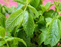 Mint Leaves, Bug Repellent
Pixabay
