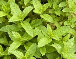 Mint Plant, Peppermint Plant, Mint Leaves
Garden Design
Calimesa, CA