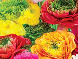 Mirabelle, Ranunculus Mix
Gardens Alive!
Lawrenceburg, IN