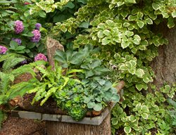 'miranda' Climbing Hydrangea, Variegated Climbing Hydrangea
Garden Design
Calimesa, CA