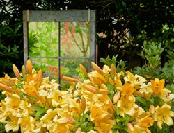 Mirror In Shade Garden, Yellow Flowers In Shade Garden
Garden Design
Calimesa, CA
