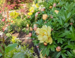 Misaka Itoh Peonies, Plants
Garden Design
Calimesa, CA