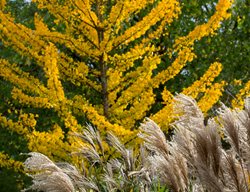 Miscanthus Sinesis
Garden Design
Calimesa, CA