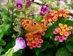 Miss Huff Plant, Butterfly On Flower
Millette Photomedia
