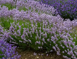 Miss Katherine Lavender, Lavandula Angustifolia 'miss Katherine'
Shutterstock.com
New York, NY