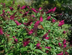 Miss Molly Butterfly Bush, Buddleia, Butterfly On Plant
Proven Winners
Sycamore, IL