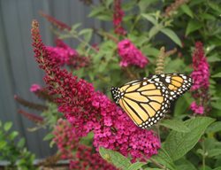 Miss Molly Butterfly Bush, Buddleia, Non-Invasive Shrub
Proven Winners
Sycamore, IL