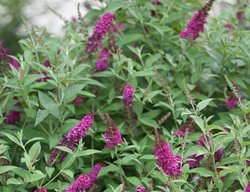 Miss Molly Butterfly Bush, Butterflly Bush, Pink Flowers, Buddleia
Proven Winners
Sycamore, IL