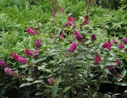 Miss Molly Butterfly Bush
Millette Photomedia
