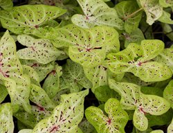 Miss Muffet Caladium, Caladium Hortulanum, Lime Green Leaves
Shutterstock.com
New York, NY