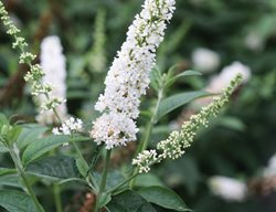 Miss Pearl Butterfly Bush, White Butterfly Bush
Proven Winners
Sycamore, IL