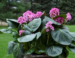 Miss Piggy Bergenia, Heartleaf Bergenia 
Proven Winners
Sycamore, IL