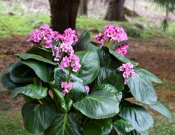 Miss Piggy Bergenia, Pigsqueak Plant
Proven Winners
Sycamore, IL