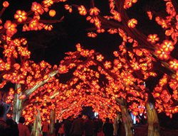 Missouri Botanical Garden, Lit Up Cherry Blossoms
Garden Design
Calimesa, CA