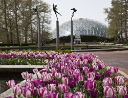 Missouri Botanical Garden, Tulips, Glass Dome
Shutterstock.com
New York, NY