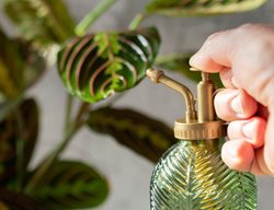 Misting Prayer Plant, Misting Houseplants
Shutterstock.com
New York, NY