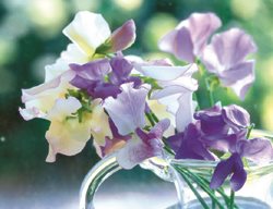 Mix, Blues, Purples And Creams, Favorite Combination
Garden Design
Calimesa, CA