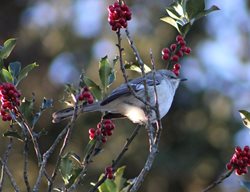 Mockingbird In Holly Bush
Shutterstock.com
New York, NY