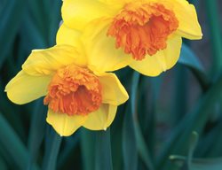 Modern Art Daffodil, Narcissus Modern Art
Brent and Becky's Bulbs
Gloucester, VA