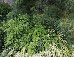 Modern Garden Deer Country
Johnsen Landscapes & Pools
Mount Kisco, NY