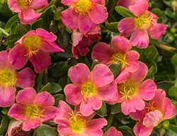 Mojave Pink Purslane, Portulaca
Proven Winners
Sycamore, IL