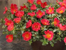 Mojave Red Portulaca, Portulaca Umbraticola
Proven Winners
Sycamore, IL