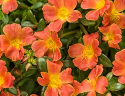 Mojave Tangerine Portulaca, Portulaca Umbraticola
Proven Winners
Sycamore, IL