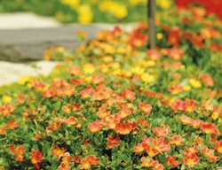 Mojave Tangerine Purslane Rock Wall, Rock Wall Plants
Proven Winners
Sycamore, IL