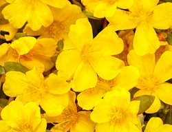 Mojave Yellow Portulaca, Yellow Portulaca
Proven Winners
Sycamore, IL