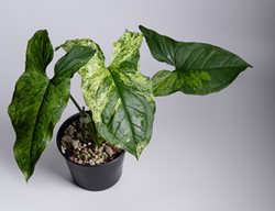 Mojito Arrowhead Vine, Syngonium Podophyllum
Shutterstock.com
New York, NY