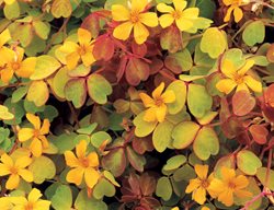 Molten Lava Oxalis, Oxalis Volcanicola
Proven Winners
Sycamore, IL