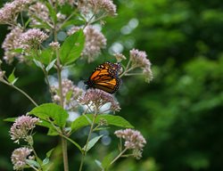  Monarch Butterfly, Joe Pye Weed
Rick Darke LLC
Landenberg, PA