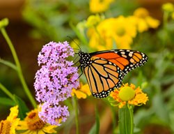 Monarch Butterfly On Pink Flowers, Butterfly Garden
Shutterstock.com
New York, NY
