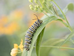 Monarch Caterpillar On Milkweed, Monarch Butterfly Caterpillar
Shutterstock.com
New York, NY