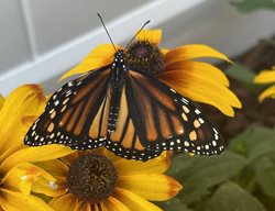 Monarch On Black-Eyed Susan
Garden Design
Calimesa, CA