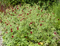 Monarch’s Velvet Potentilla, Potentilla Thurberi, Red Flower
Millette Photomedia
