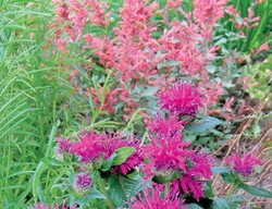 Monarda, Agastache 
Plant Paradise Country Gardens
Caledon, ON