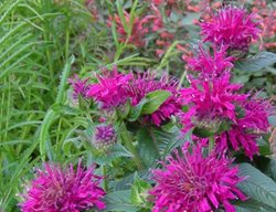 Monarda Grape Gumball, Sugar Buzz Series
Plant Paradise Country Gardens
Caledon, ON