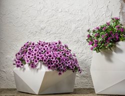 Mondern Container With Purple Petunias
Proven Winners
Sycamore, IL